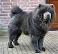 Blue chow chow | Etsy