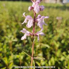 Image result for Stachys