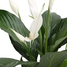 Image result for Spathiphyllum
