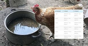 Environ 25 cl d'eau par jour. Choisir Le Bon Abreuvoir Pour Son Poulailler