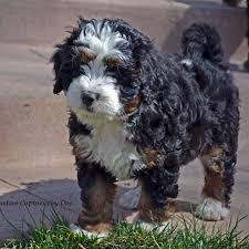 Check spelling or type a new query. F1 Bernedoodles Bernedoodle Puppy Mini Bernedoodle Bernedoodle