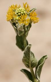 Image result for Cephalocroton mollis