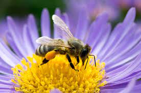 Certain species of flowers, like skunk cabbage, the corpse flower and other voodoo lilies, give off the scent of rotting meat to attract flies for pollination. Caffeine Improves Bees Memory And Pollination Efficiency Discover Magazine