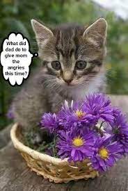 In addition to flowers, we also love cats! Lolcats Flower Lol At Funny Cat Memes Funny Cat Pictures With Words On Them Lol Cat Memes Funny Cats Funny Cat Pictures With Words On