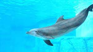 To this day, he is studied in classes all over the world and is an example to people wanting to become future generals. Nicholas The Dolphin Predicts Chiefs Will Win Super Bowl In Tampa Wtsp Com
