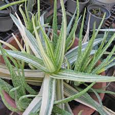 They will all look the same and not have any natural variation. Newlife Tropicals