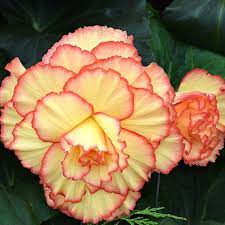 Begonia Floriferous Garden Find Your Horticultural Society And Learn Everything About Flowers And Gardening Begonia Flowers Easy To Grow Houseplants