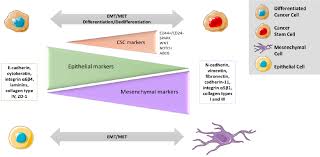 Breeds with darker pigmented gums and tongues are at increased risk for developing this form of cancer. Perspectives Of Nano Carrier Drug Delivery Systems To Overcome Cancer Drug Resistance In The Clinics