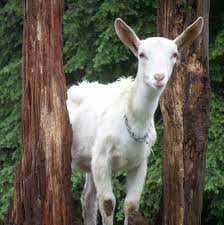 Black And White Goat Wallpaper Beautiful White Alpine Goat Goats Alpine Goats Goat Farming