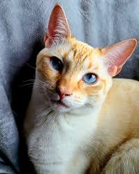 Feline Friendz Feral and Domestic Foundation