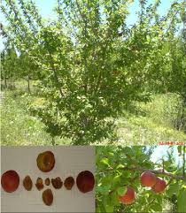 We work predominantly with the elliot variety of pecans, a variety known for its beautiful golden brown color and unique creaminess, sweetness, and exceptional flavor. A 5 Year Old Tanasgol Tree With Its Fruits Download Scientific Diagram