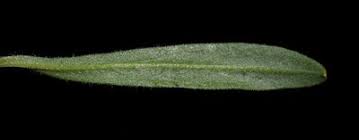 Image result for Silene burchellii