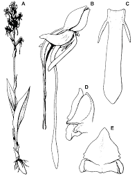 Image result for Habenaria calvilabris