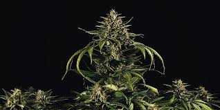 Image result for Grona stolzii