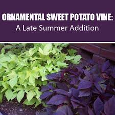 Dec 17, 2014 · in this range, we see the guitar start to disappear at its fundamental frequency (high e string open fundamental is 330 hz). 15 Sweet Potato Vines Ideas Potato Vines Sweet Potato Vine Vines