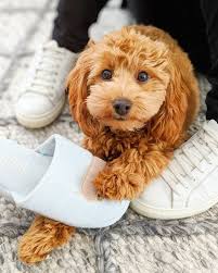 A cavapoo will generally weigh between 12 and 25 pounds and stand 9 to 14 inches tall at the shoulder. Everything You Need To Know About A Cavapoo Cavapoo Cavapoopuppies Cutepuppies Dogs Dogbeast Cavapoo Puppies Cavapoo Puppies