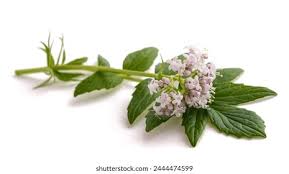 Image result for Valeriana