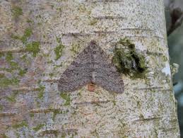 Image result for Trichopteryx