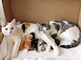 Cat Giving Birth: Stages Of Labor & How To Help - All About Cats