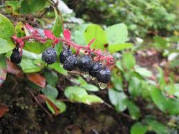 Image result for Salacia luebbertii