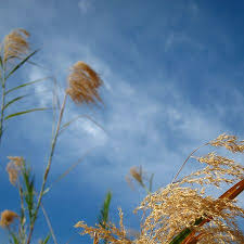 Image result for Phragmites karka