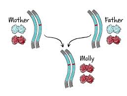 File:environmental agents damage dna.jpgenvironmental effects such as ultraviolet light, radiation. Https Www Biointeractive Org Sites Default Files Media File 2019 09 Singlegenedisorder Educator Act Pdf