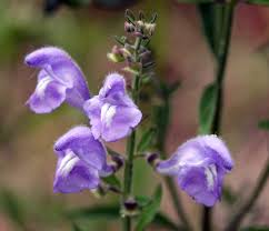 Image result for Scutellaria schweinfurthii