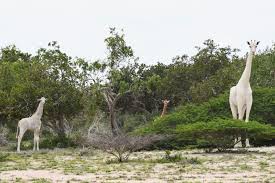 Image result for wildlife around the world