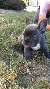 The french bulldog was bred to be smaller. Litter Of 3 French Bulldog Puppies For Sale In Braselton Ga Adn 46936 On Puppyfinder Com Gender Male S And Female S Bulldog Puppies Puppies French Bulldog