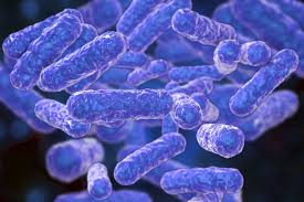 Image result for Blotiella