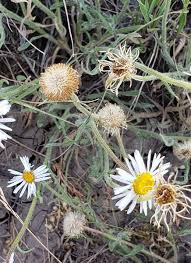 Image result for Eriosema pumilum