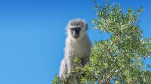 A monkey is a 4 legged primate that has a long tail and a flat, short face. Vervet Monkey San Diego Zoo Animals Plants