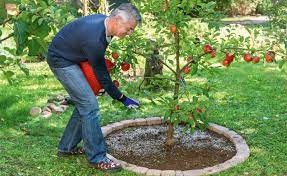 Für kleine apfelbäume veredeln wir auf die unterlagen mm 106 oder m9. Apfelbaum Dungen Mein Schoner Garten