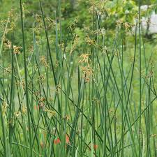 Image result for Schoenoplectus scirpoides