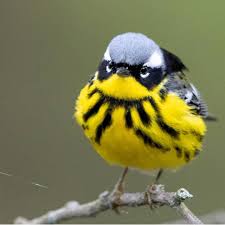 Pin On Birds