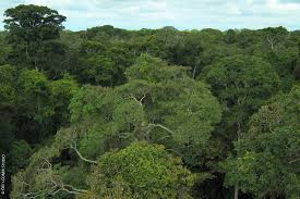 Maybe you would like to learn more about one of these? Amazonas Regenwald Droht Versteppung