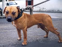 Start your game and gamedog should receive data and change the lighting accordingly. Pedigree Database Southern S Mayday