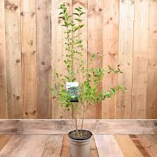 Image result for ligustrum ovalifolium