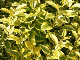 Die früchte der meisten gurkensorten sind zur zeit der ernte grün, es gibt allerdings auch sorten mit grünen oder weißen früchten. Goldliguster Aureum Ligustrum Ovalifolium Aureum Baumschule Horstmann