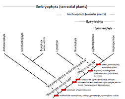 List Of Systems Of Plant Taxonomy Revolvy