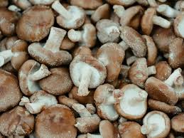 Image result for Lentinus edodes