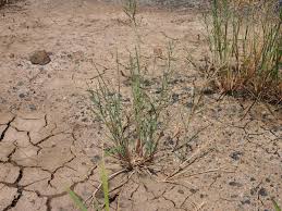 Image result for Leptochloa fusca