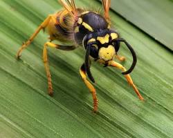 Immagine di Wasp insect