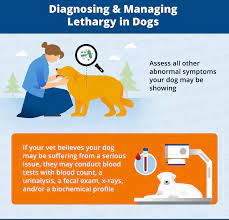 Lethargy In Dogs Identifying Possible Causes Canna Pet