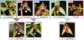 Image result for Bulbophyllum X chikukwa