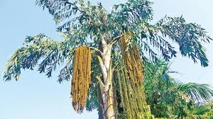 Image result for Caryota urens