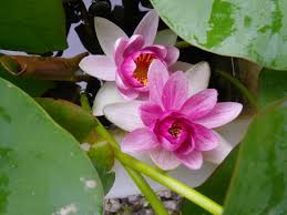Image result for Nymphaea divaricata
