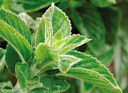 Pin Auf Sadovyj Lekar