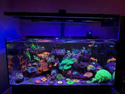 Ver más ideas sobre mesa para pecera, pecera, peces de acuario. Pin By Scott On Aquarium Fish Reef Tank Red Sea Reef