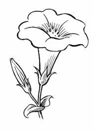 Morning Glory Flower Sketches Flower Coloring Pages Flower Drawing